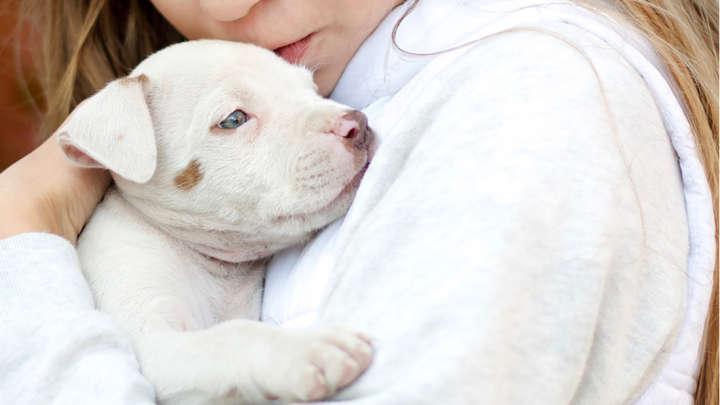 Dogs May Help To Protect Children From Developing Eczema And Ease Symptoms Of Asthma