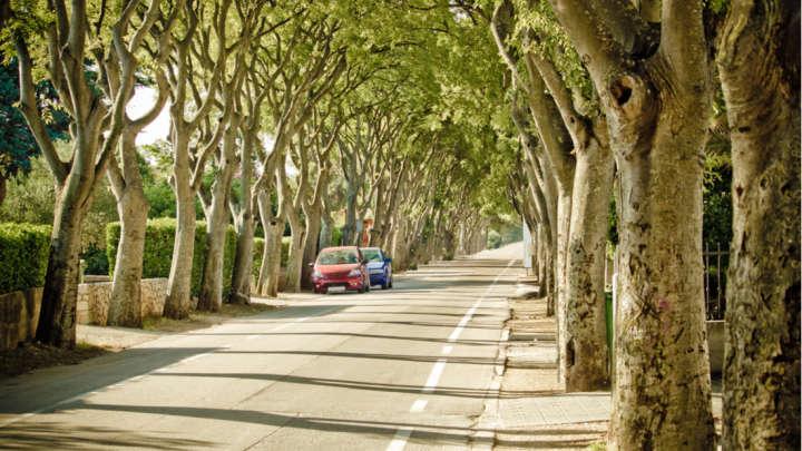 Tree-Lined Suburbs Induce Fewer Asthma Attacks