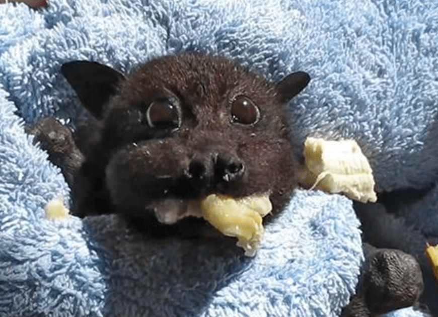 Rescued Baby Bat Stuffs Her Cheeks With Banana After Being Hit By Car, And This Video Will Make Your Day