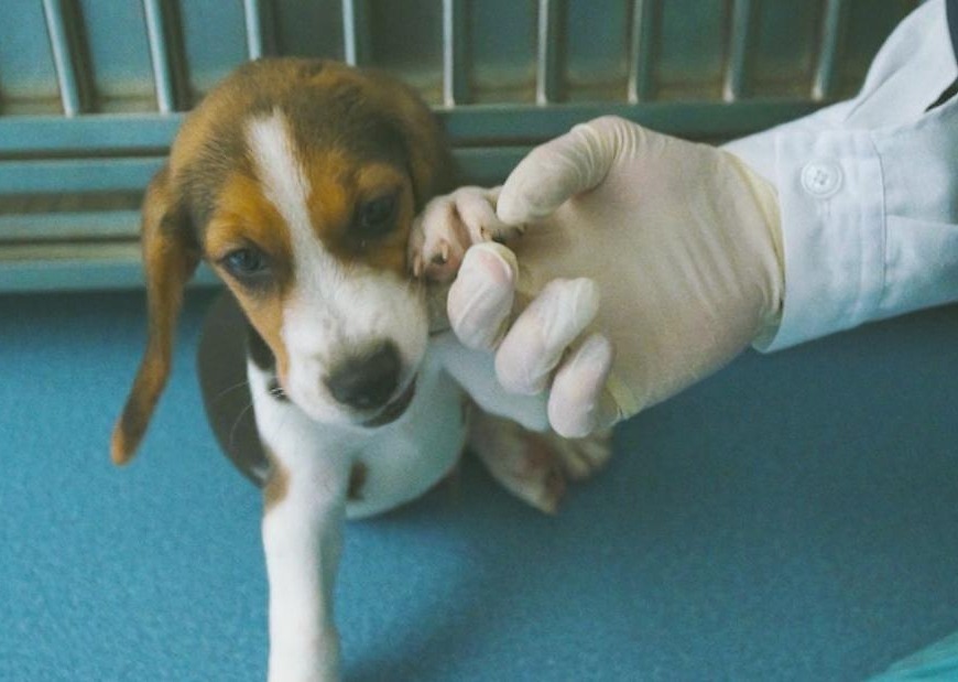 Chinese firm clones gene-edited dog in bid to treat cardiovascular disease