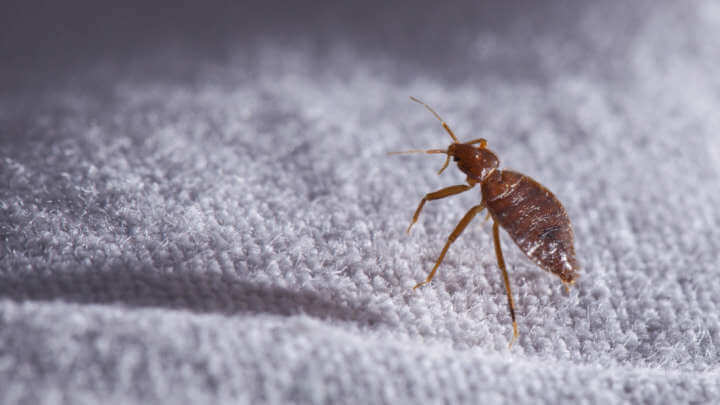 Bed Bugs Leave Behind Potent Allergen That Lingers Long After They’ve Been Zapped
