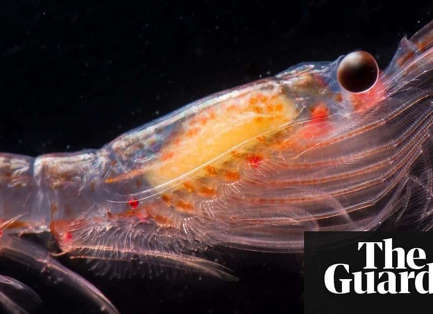 Krill fishing poses serious threat to Antarctic ecosystem, report warns