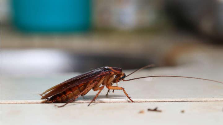 Scientists Have Worked Out Why Cockroaches Are Basically Invincible