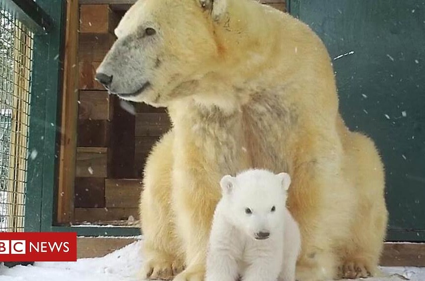 First UK polar bear cub in 25 years emerges