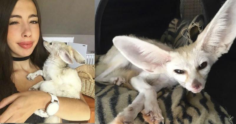 Psycho Blogger Made Her Pet Fox Go Vegan And The Internet is Enraged