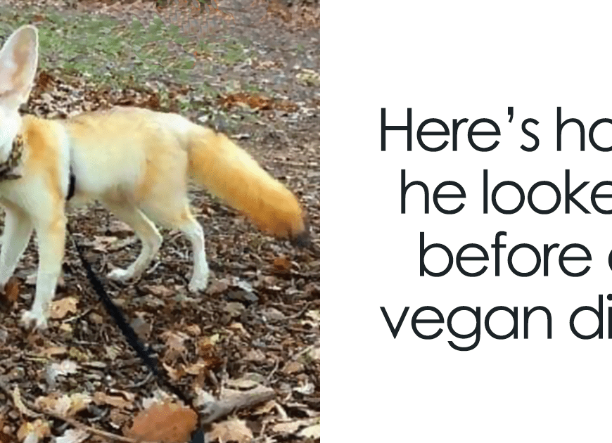 Vegan Woman Forced Her Fennec Fox To Go Vegan, And Heres What Happened