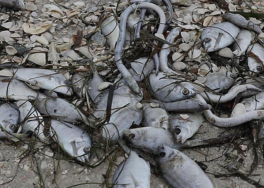 A toxic algae bloom in Florida is slaughtering marine life by the masses