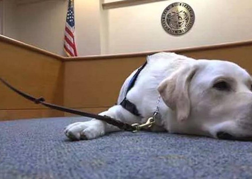 Too cute? Colleges, courts grapple with the role of companion animals