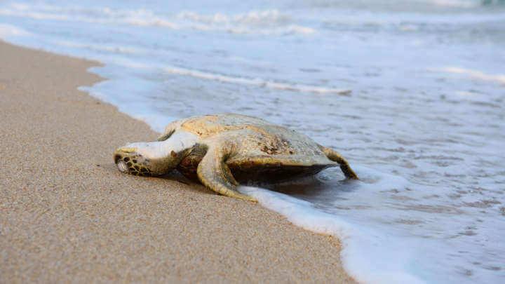 Dozens Of Dead Sea Turtles Wash Up On Florida Beaches And The Culprit Could Affect People