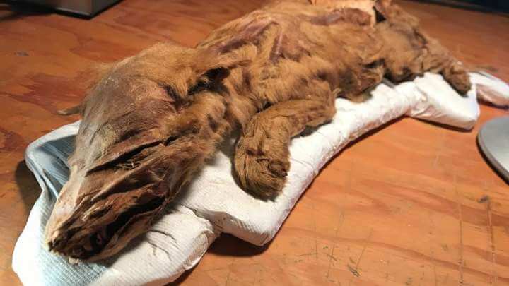 Spectacularly Preserved Ice Age Wolf Pup And Caribou Calf Unearthed In Canada