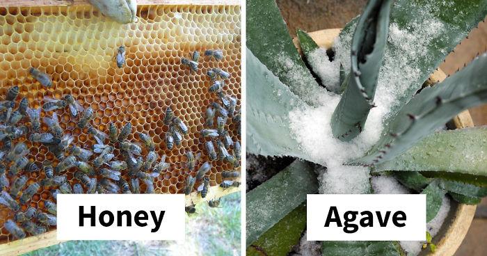 Beekeepers Sick Of Vegan Diet Hypocrisy Shut Them Down With Facts