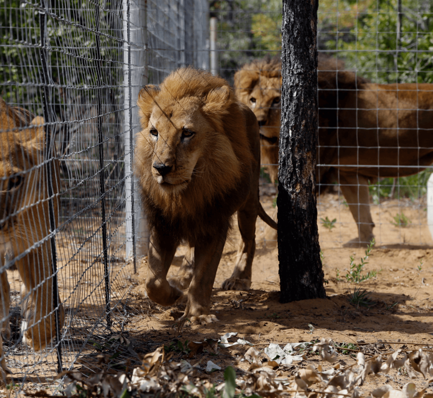 South American circus lions still unsettled in South Africa