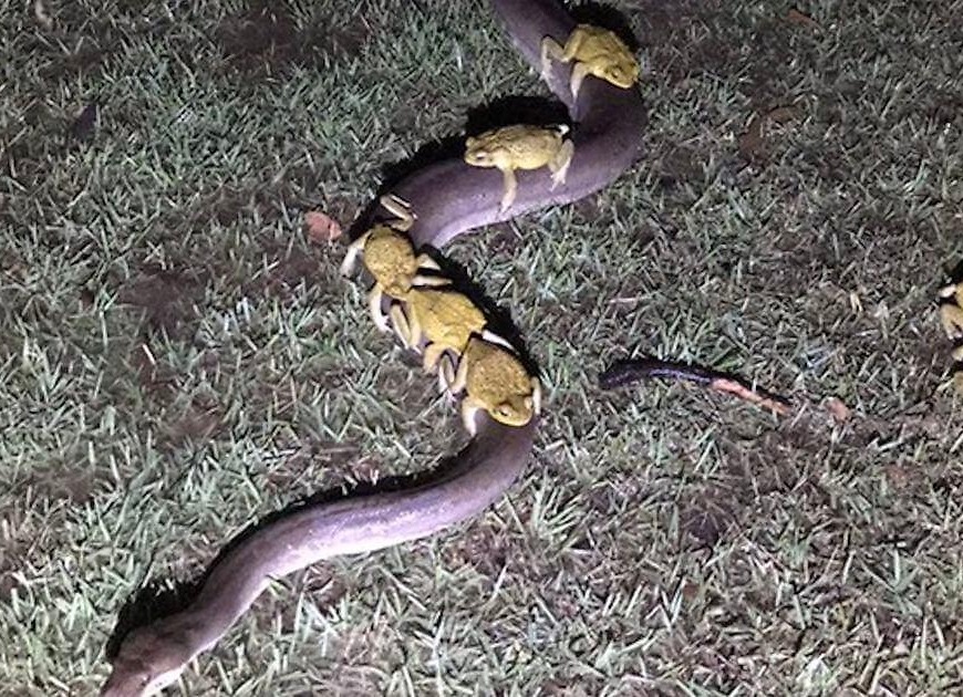 All aboard! Cane toads casually hitch a ride on a python