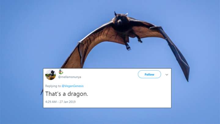 Twitter Just Found Out That Megabats Exist And The Reactions Are Hilarious