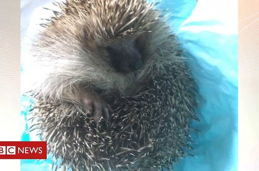 Heavy hedgehog to have hydrotherapy