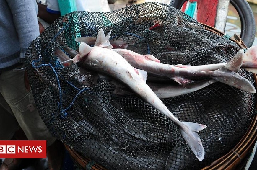 Threatened shark served to UK diners