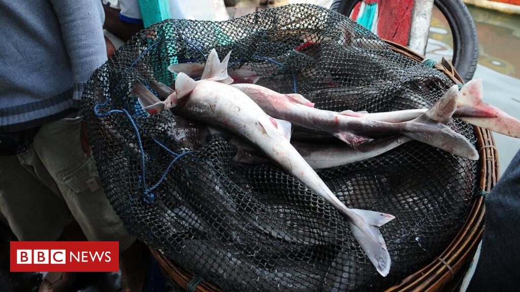 Threatened shark served to UK diners