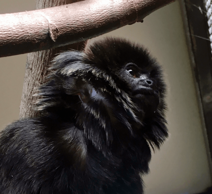 Police recover rare Goeldi’s monkey, stolen from Florida zoo