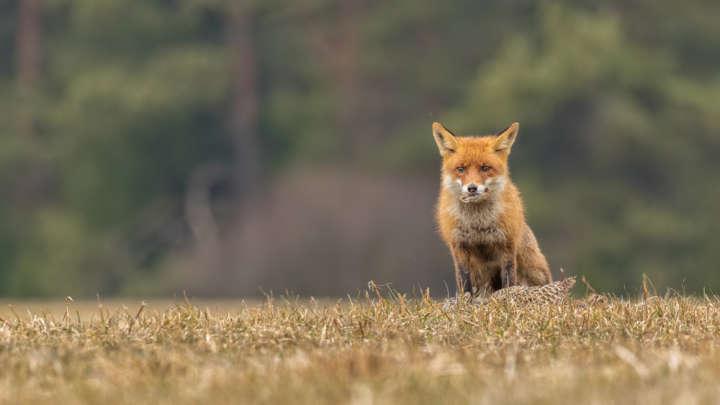 Did Bronze Age Europeans Keep Foxes As Pets?