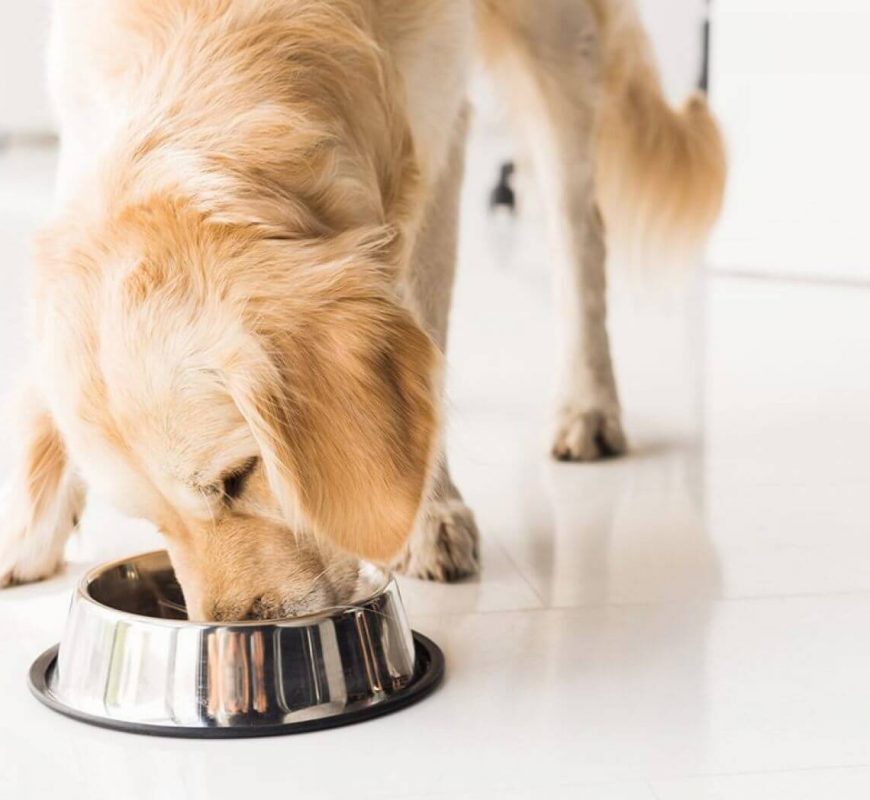 Hills Pet Nutrition expands dog food recall over toxic vitamin D levels