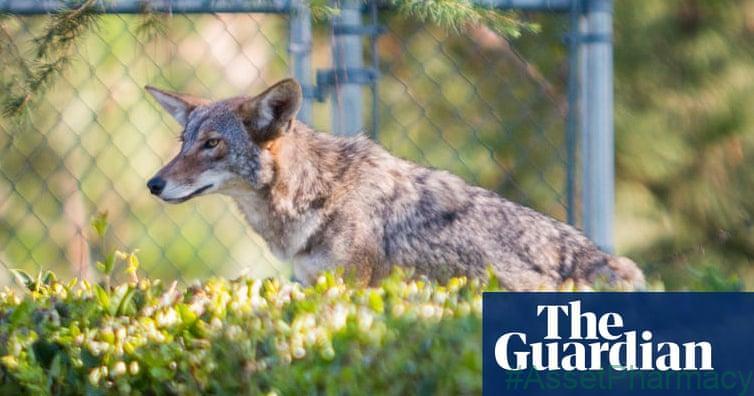 High-cat diet: urban coyotes feast on pets, study finds