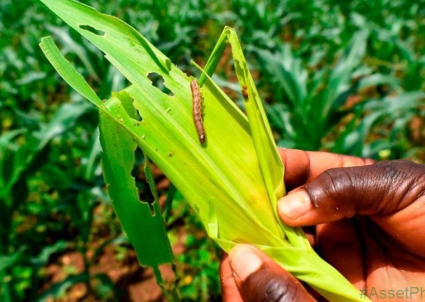 Destructive pest could spread to all of China’s grain production in 12 months