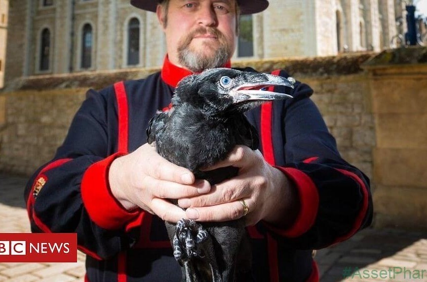 Tower gets first raven chicks in 30 years