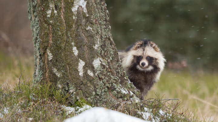 Reports Of Raccoon Dogs Running Loose In Rural England Has Everyone Asking: What The Hell Are They?