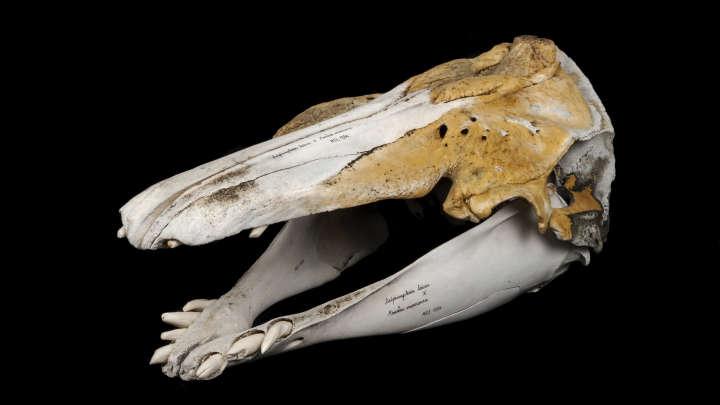 First Evidence Of A Half-Narwhal Half-Beluga Hybrid Confirmed