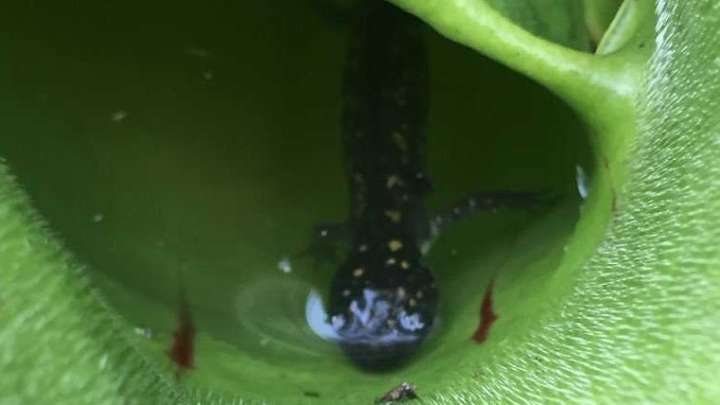 First Meat-Eating Plant In North America Discovered (And It Likes Salamanders)