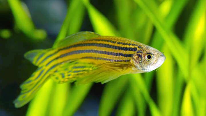 Fish-Human Hybrid Hormone Receptors Reveal How Animals Left The Oceans