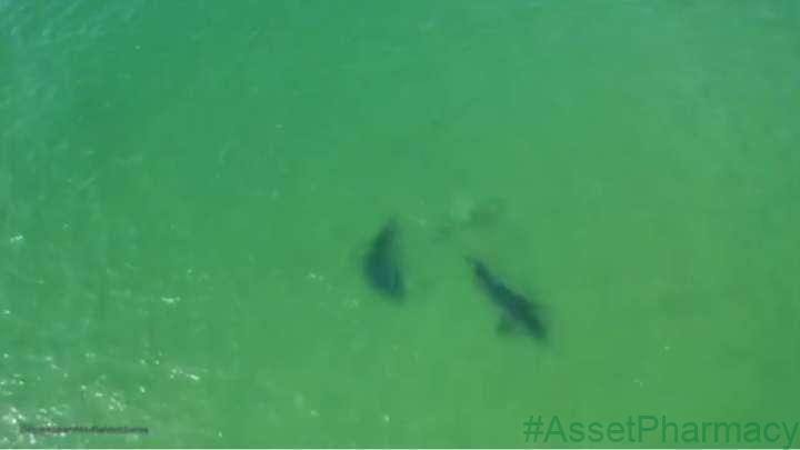Drone Footage Shows Two Individual Sharks Interacting  Is It Really That Rare?