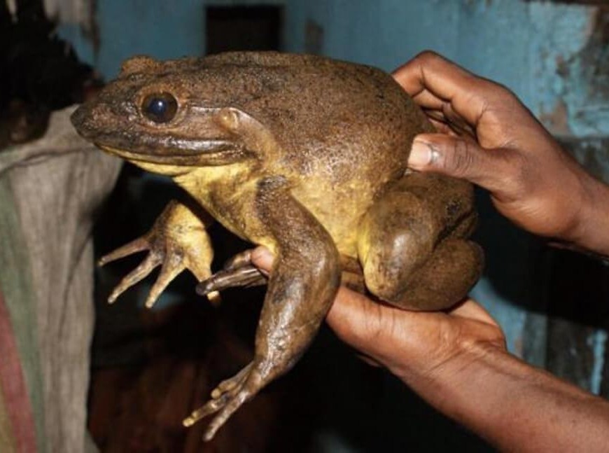 World’s largest frogs can move rocks half their weight