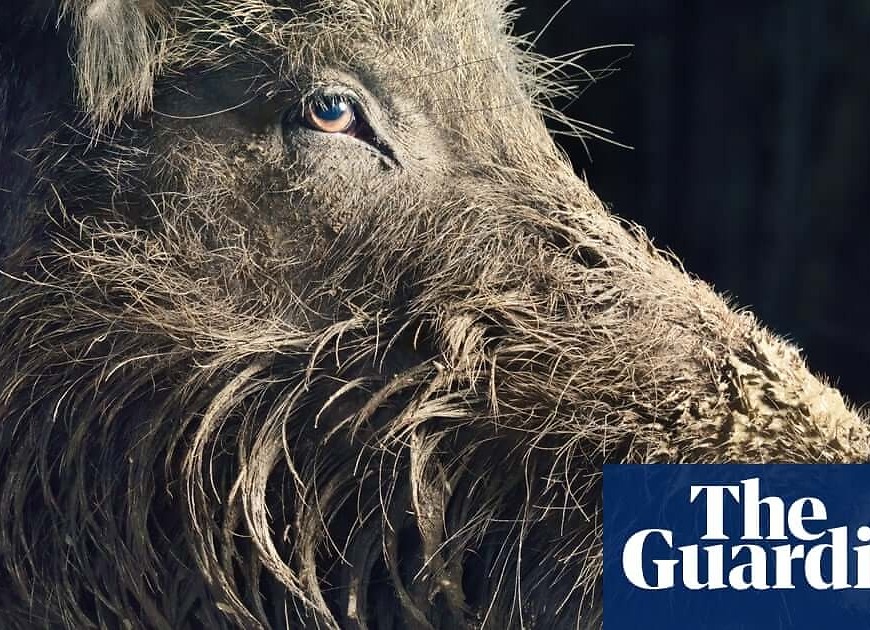 Boar wars: how wild hogs are trashing European cities