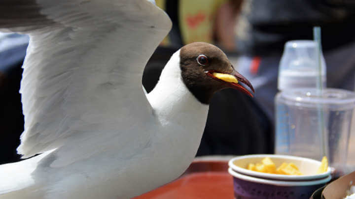 Are Your Fries Under Threat From An Incoming Seagull? Stare It Down, Say Scientists
