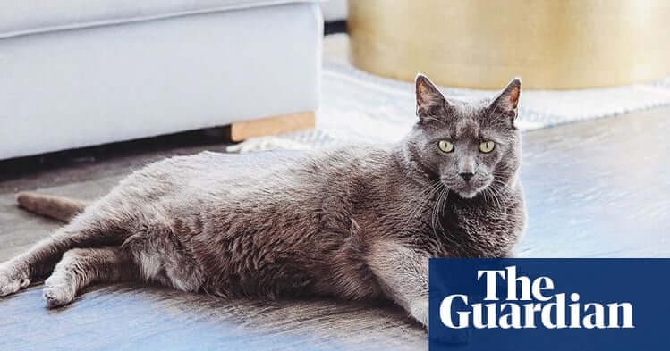 Chonky, fluffy, thicc: inside the internet’s obsession with fat cats on diets