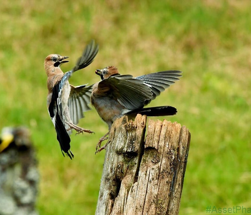 Jaybirds caught fighting over lunch in stunning pics
