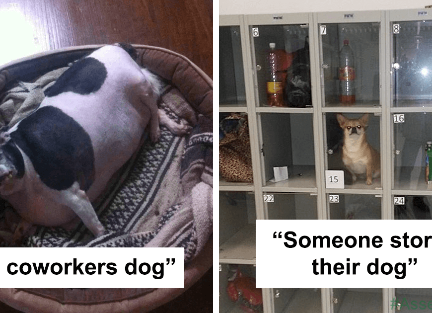 30 Idiot People Who Dont Deserve To Own A Pet