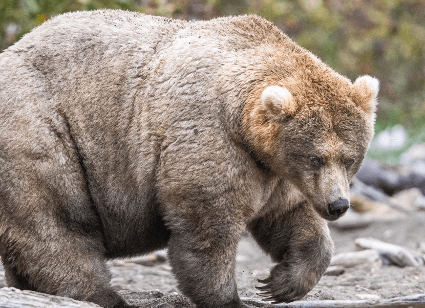 This National Park In America Has A Fattest Bear Competition And Here Are Its Top 8 Chonky Fluffs