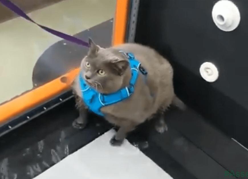 Chonky Cat Goes Viral For Being Annoyed By Underwater Workout