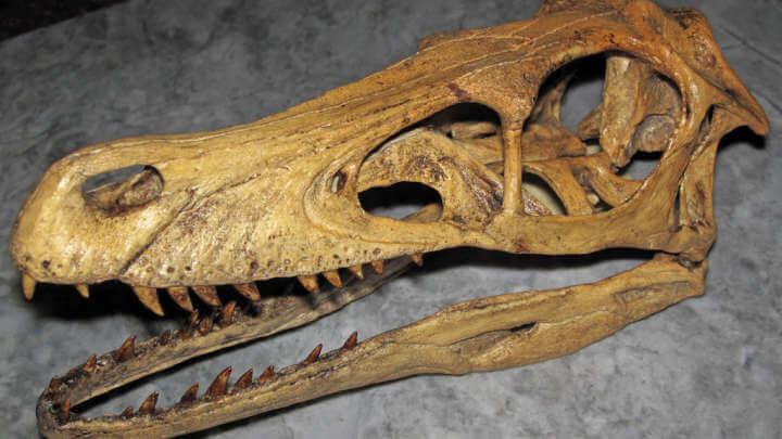 Jaw Analysis Solves The Too Many Carnivorous Dinosaurs Puzzle