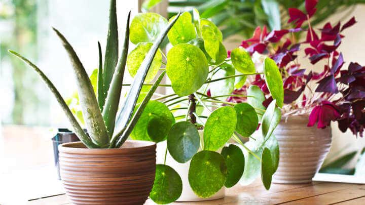 Sorry, But Indoor Potted Plants Dont Actually Improve Air Quality