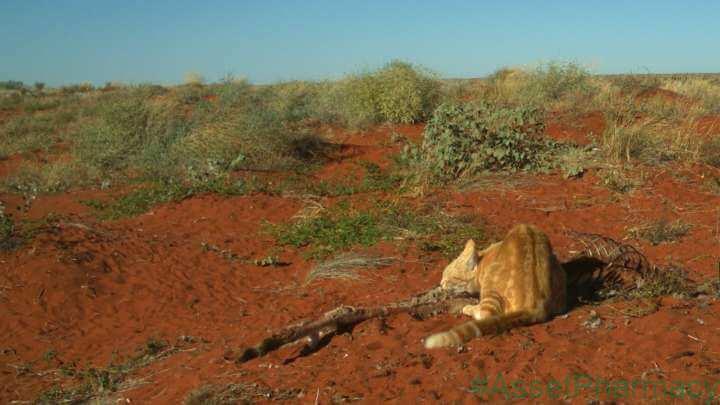 Cat Caught On Camera Devouring A WHOLE Kangaroo In Australia