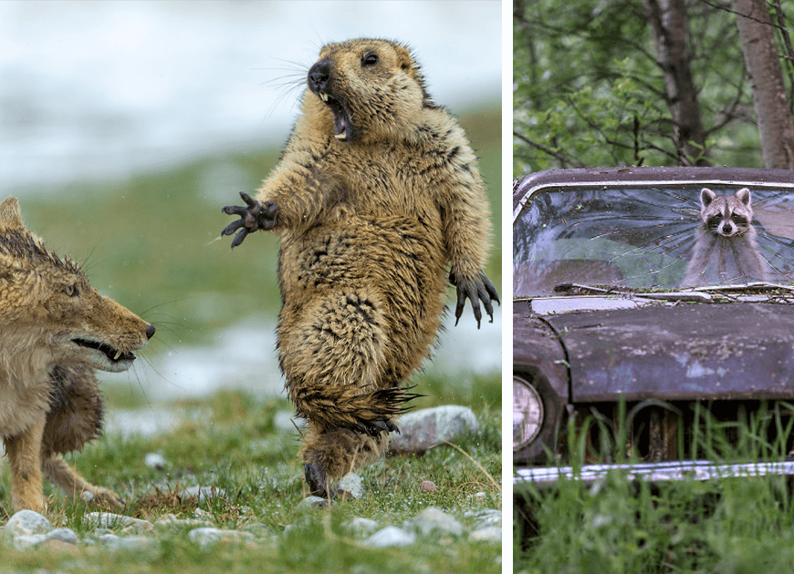 The 35 Best Wildlife Photos Of 2019