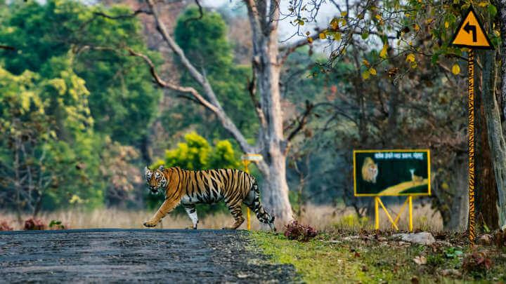 Tiger Makes Epic 1,300-Kilometer Journey Across India Looking For Food And Sex