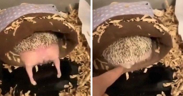 Person Notices How Defenseless Hedgehogs Become When Sleeping, And This Butt Thread Will Make Your Day