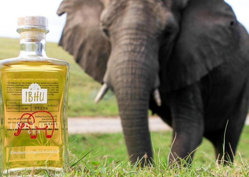 Why this South African gin is made with elephant dung