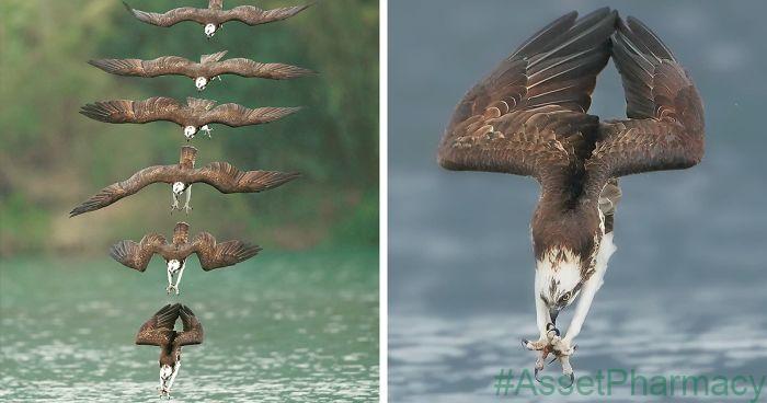 Photographers Photos Of Ospreys In Hunting Mode Show How Calculated Everything In Nature Is