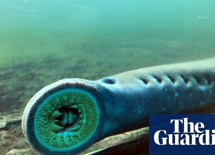 Pacific lamprey project in peril after floods wash away hundreds of fish