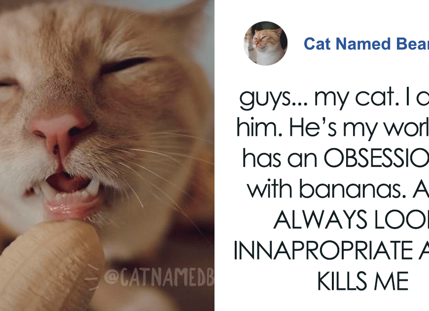 Cat Obsessed With Bananas Is Going Viral For How Inappropriate His Pics Look